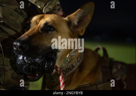 Dina, Militärhund der 18. Sicherheitsstaffel, steht in der Nähe ihres Betreuers am Kadena Air Base, Japan, 1. Dezember 2022. McCarter und Dina beginnen jeden Abend mit dem Gehorsamstraining, bevor sie auf Patrouille gehen. Stockfoto