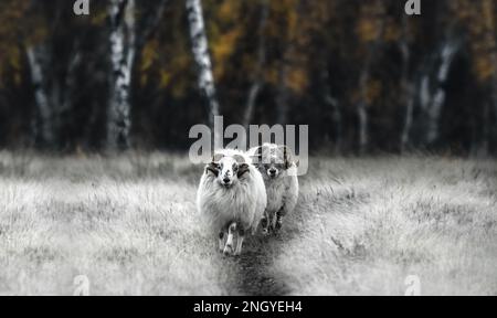 Zwei Heiden mit weißen Hörnern, deutsche Moorlandschafe oder Heidschnucke , in blassem trockenem Gras, das auf einem Weg in Richtung Kamera läuft; Birkenbäume in Herbstfarben Stockfoto