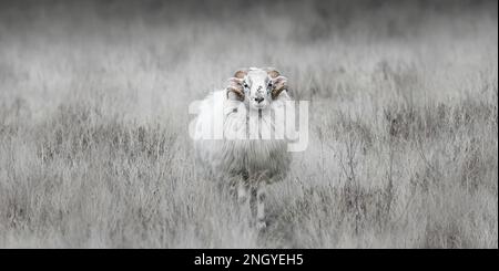 Weiße Hornheide, deutsche Moorlandschafe oder Heidschnucke in hohem, trockenem, blassem Gras, zentriert, hochgradig, weiches Beige, monochrom, Minimalismus, negatives Spa Stockfoto