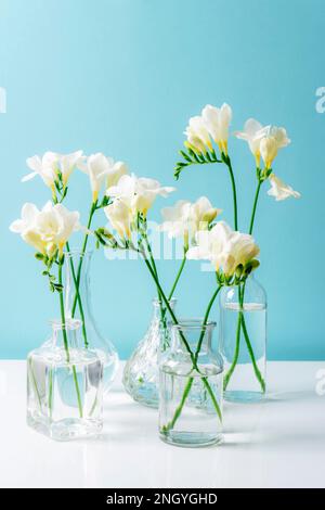 Weiße Freesia-Blumen in Glasvasen auf einem weißen Tisch an der blauen Wand Stockfoto