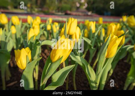 Im Garten blühen mehrere gelbe Tulpen. Knospen und grüne Blätter. Tulpenfest. Die offizielle Residenz von Shilin in Taipeh, Taiwan. Stockfoto