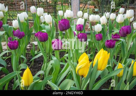 Weiße, lila und gelbe Tulpen blühen im Garten. Knospen und grüne Blätter. Tulpenfest. Die offizielle Residenz von Shilin in Taipeh, Taiwan. Stockfoto