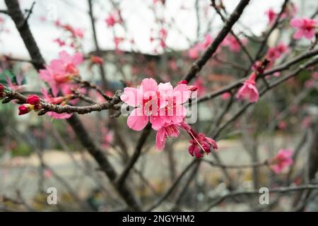 Sakura mit Regentropfen. Frische rosa Kirschblüten nach dem Regen. Flussufer-Park mit taiwanesischen Charakteristika. Taipeh, Taiwan Stockfoto