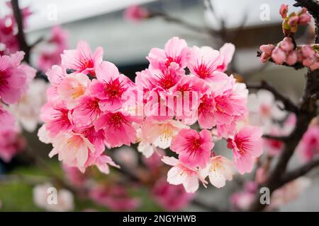 Sakura mit Regentropfen. Frische rosa Kirschblüten nach dem Regen. Flussufer-Park mit taiwanesischen Charakteristika. Taipeh, Taiwan Stockfoto