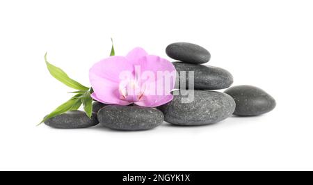 Wellnesssteine, wunderschöne Orchideenblume und Bambussprossen auf weißem Hintergrund Stockfoto