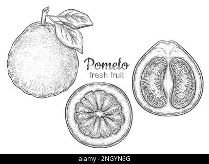 Pomelo Grapefruit Zitrusfrucht saftige Frucht, grüne exotische Zitrone, botanische Umrisszeichnung. Halbgeschliffene süße Pummelo-Zitrone Vitamintinte, handgezeichnet Vektor Stock Vektor