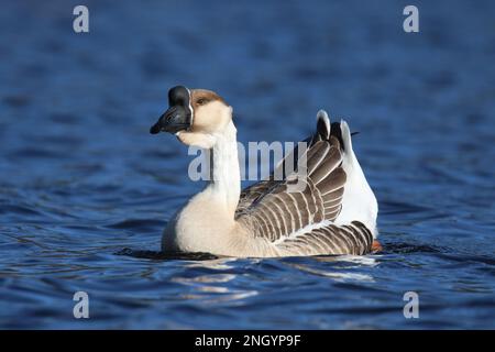 Eine Schwanengänse Anser cygnoides schwimmt im Winter auf einem blauen See Stockfoto