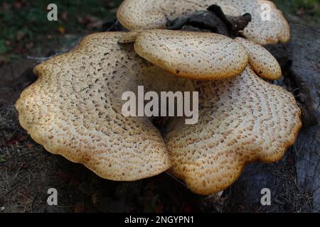 Riesiger, essbarer, flacher Pilz. Polyporus squamosus alias Cerioporus squamosus ist ein Basidiomycete Bracket Pilz, der gemeinhin als Dryad-Sattel bezeichnet wird Stockfoto