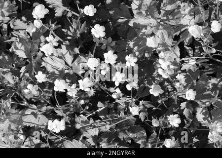 Schwarz-weiß künstlerische Butterblüten Frühlingshintergrund. Moody alternative Frühjahrsteintapeten Stockfoto