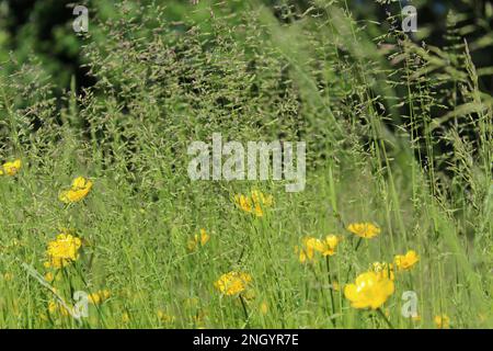 Gelbe Wasserbutterblüten-Wiese mit langem Gras - Foto zwischen dem Gras. Blumige Wiese im Frühling, wilder Hintergrund, Freiheit Stockfoto