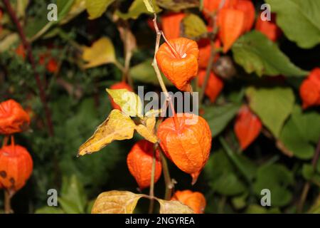 Helle orangefarbene chinesische Lantern (Physalis alkekengi) im Herbst. Abendliche chinesische Laternen Flora zu Halloween im Herbstlook Stockfoto