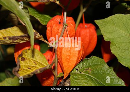 Helle orangefarbene chinesische Lantern (Physalis alkekengi) im Herbst. Abendliche chinesische Laternen Flora zu Halloween im Herbstlook Stockfoto