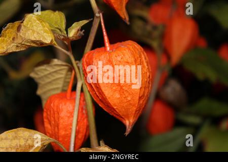 Helle orangefarbene chinesische Lantern (Physalis alkekengi) im Herbst. Abendliche chinesische Laternen Flora zu Halloween im Herbstlook Stockfoto