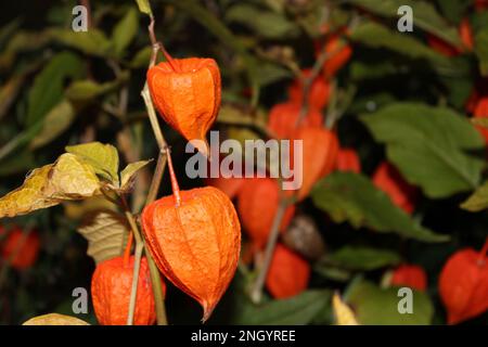 Helle orangefarbene chinesische Lantern (Physalis alkekengi) im Herbst. Abendliche chinesische Laternen Flora zu Halloween im Herbstlook Stockfoto