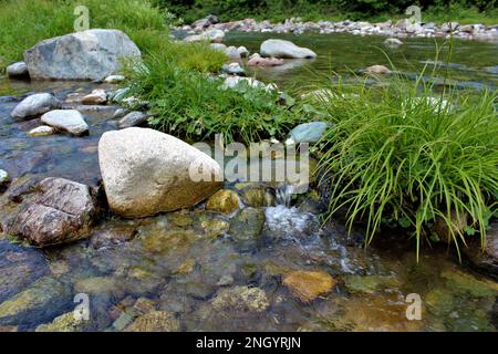 Little Salmon River im Sommer - Fundy National Park, New Brunswick, Atlantik Kanada Stockfoto