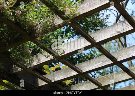 Pergola aus Holz, Spalier oder Laube mit Reben bedeckt - Valley Gardens Harrogate, Yorkshire, England, Großbritannien Stockfoto