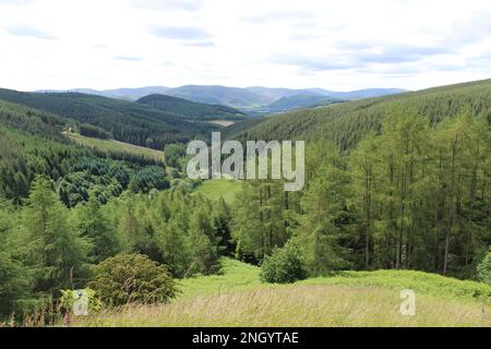 Bewaldete, sanfte grüne Hügel im Sommer an den schottischen Grenzen. Konzept für Staycation, Lebenshaltungskosten Alternative Reisen Stockfoto