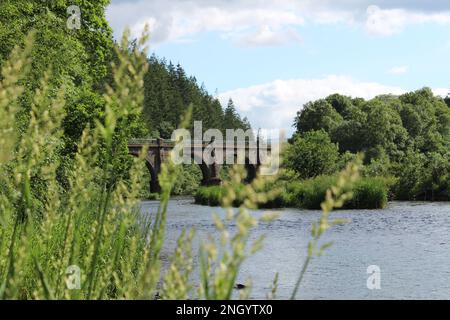 Blick auf das Neidpath Viadukt über den Fluss Tweed vom Ufer des Flusses Tweed im Tweed Valley im Sommer (Peebles, Schottland) Stockfoto