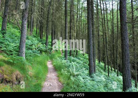 Wanderweg, Pfad oder Wanderweg durch üppig grüne Waldböden in Schottland. Pfad durch Kiefernwälder in Peebles, mit grüner Bracken unten. Stockfoto