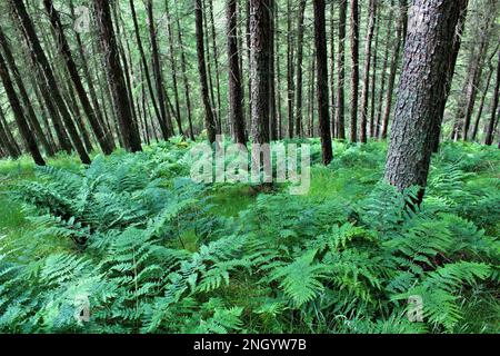 Bracken bedeckte Waldböden in Schottland mit Pinienstämmen. Wilder schottischer Hintergrund oder Bildschirmschoner. Glentress Forest im Sommer. Stockfoto