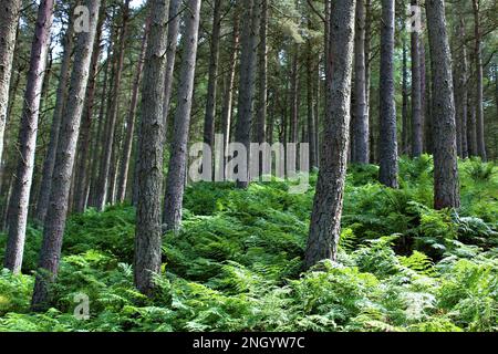 Schottischer Wald im Sommer mit grüner, brackiger, schwerer Unterbürste. Wilder schottischer Hintergrund. Wanderung durch den Wald Stockfoto