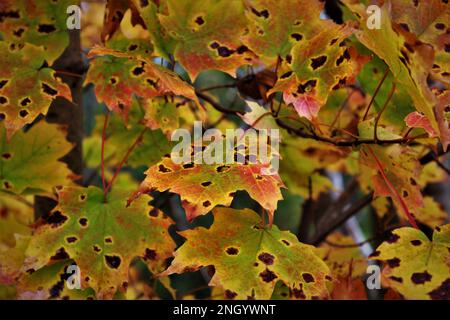 Ahornblätter infiziert mit Teerflecken im Herbst gesehen. (Maritimes, Kanada) farbenfroher Herbst oder Herbst oder herbstlicher Bildschirmschoner oder Hintergrund Stockfoto