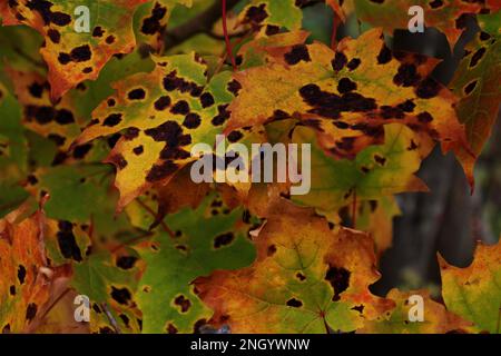 Ahornblätter im Herbst mit Teerflecken infiziert. (Maritimes, Kanada) Stockfoto