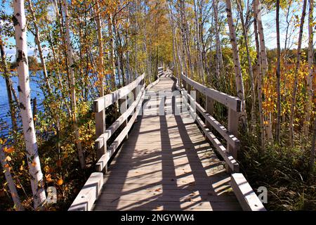 Zentraler Holzsteg über das Wasser, eingerahmt von jungen weißen Birkenbäumen mit bunten Herbstlaub im Herbst. Meereshintergrund im Herbst Stockfoto