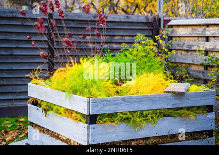 Ein Komposthaufen mit pfeffrierten, ungenießbaren Spargelstielen. Agrarabfälle auf Kompost im Herbst Stockfoto