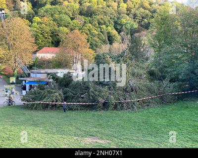 Freiburg Im Breisgau, Deutschland. 08. Okt. 2022. Das Absperrband ist um eine gefallene Trauerweide im Stadtgarten gedehnt. Laut Polizei war der Baum, der mehrere Tonnen wiegt, plötzlich umgefallen. Laut den Ermittlern könnte Wurzelfäule zu einem plötzlichen Sturz geführt haben. (Zu dpa „Pflege, Pflege, Fällen – Stadtbäume sind aufgrund von Dürre anfälliger“) Kredit: Valentin Gensch/dpa/Alamy Live News Stockfoto