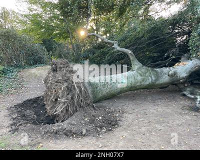 Freiburg Im Breisgau, Deutschland. 08. Okt. 2022. Eine gefallene Trauerweide liegt im Stadtgarten. Laut Polizei war der Baum, der mehrere Tonnen wiegt, plötzlich umgefallen. Laut den Ermittlern könnte Wurzelfäule zu einem plötzlichen Sturz geführt haben. (Zu dpa „Pflege, Pflege, Ernte – Stadtbäume sind aufgrund von Dürre anfälliger“) Kredit: Valentin Gensch/dpa/Alamy Live News Stockfoto