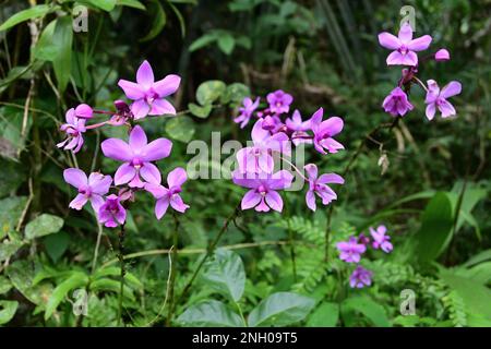 Ein paar Haufen lila Orchideenblumen mit Wassertropfen auf den Blütenblättern im Garten Stockfoto