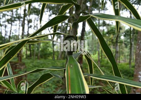 Eine Riesenlandschnecke (Acavus Phoenix) mit Algen auf der Schalenoberfläche befindet sich auf der Stammfläche einer gelb gestreiften Dracaena-Rebpflanze Stockfoto