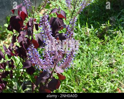 Winzige violette Blüten Blütenblüten der roten Coleuspflanze im Garten Stockfoto