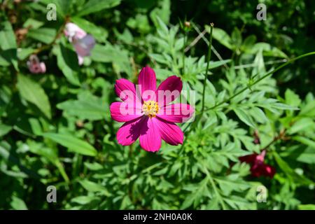 Eine wellig blühende, lila Cosmos-Blume im Garten. Stockfoto