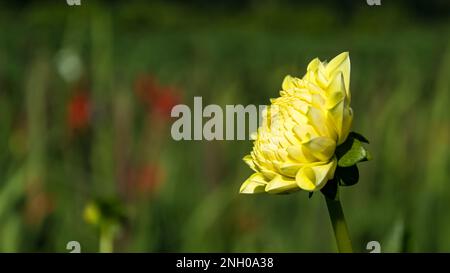 Gelbe Blume inmitten eines Blumenfeldes in Villers-le-Bouillet, einer Gemeinde Walloniens in der Provinz Lüttich, Belgien Stockfoto