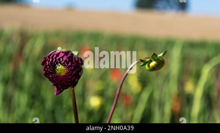 Rote Dahlia-Blume inmitten eines Blumenfeldes in Villers-le-Bouillet, einer Gemeinde Walloniens in der Provinz Lüttich, Belgien Stockfoto