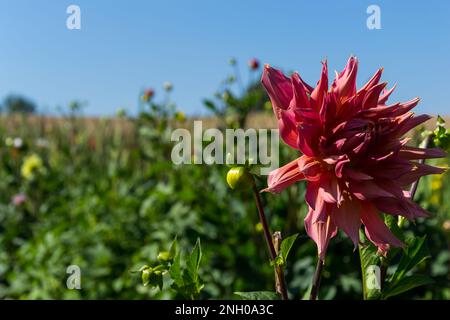 Rote Dahlia-Blume inmitten eines Blumenfeldes in Villers-le-Bouillet, einer Gemeinde Walloniens in der Provinz Lüttich, Belgien Stockfoto