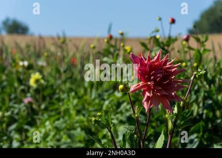 Rote Dahlia-Blume inmitten eines Blumenfeldes in Villers-le-Bouillet, einer Gemeinde Walloniens in der Provinz Lüttich, Belgien Stockfoto