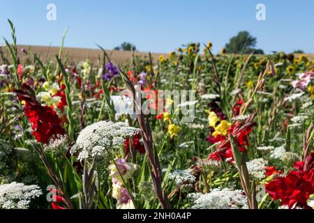 Blumenfeld in Villers-le-Bouillet, einer Gemeinde Walloniens in der Provinz Lüttich, Belgien Stockfoto