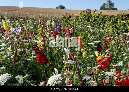 Blumenfeld in Villers-le-Bouillet, einer Gemeinde Walloniens in der Provinz Lüttich, Belgien Stockfoto