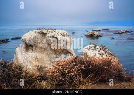 Felsige Klippen bei Ebbe, Vogelschar und dunkelblaues Meer. Bewölktes Wetter am Pismo Beach, der wunderschönen Central Coast von Kalifornien Stockfoto