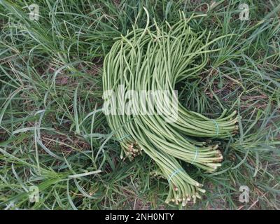 Bündel rohes, frisches Gemüse aus Spargelbohnen Stockfoto