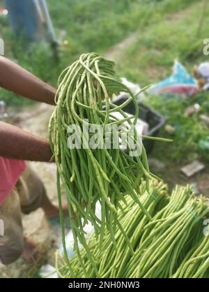 Bündel rohes, frisches Gemüse aus Spargelbohnen Stockfoto