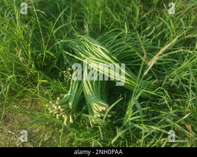 Bündel rohes, frisches Gemüse aus Spargelbohnen Stockfoto