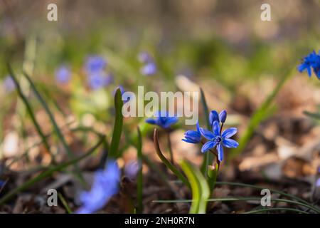 Blaue Schneeglöckchen lat. Scilla-Nahaufnahme im Wald. Die ersten Frühlingsblumen wachen auf. Helles Sonnenlicht. Makrofotografie von Wildblumen. Der Betrug Stockfoto