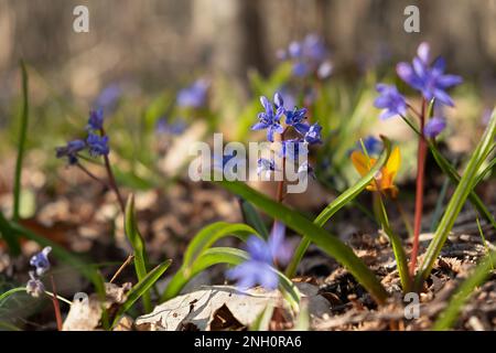 Blaue Schneeglöckchen lat. Scilla-Nahaufnahme im Wald. Die ersten Frühlingsblumen wachen auf. Helles Sonnenlicht. Makrofotografie von Wildblumen. Der Betrug Stockfoto