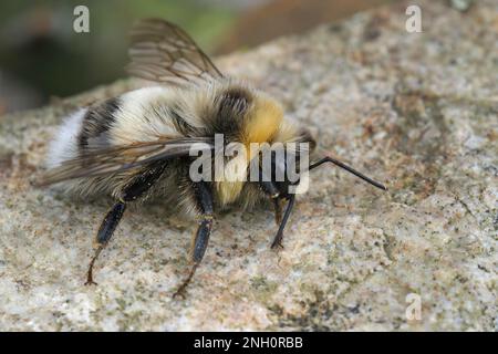 Nahaufnahme auf einer flauschigen, weißen Hummel, Bombus lucorum, sitzt auf einem Stein Stockfoto