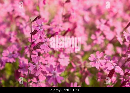 Nahaufnahme von Silene dioica oder Melandrium rubrum. Hintergrund zarter rosafarbener Gartenblumen im Vollformat. Draufsicht auf ein Blumenbeet mit zarter Sommerflotte Stockfoto