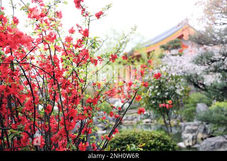 Quitten-Blütezeit in Japan. Blühende japanische Quince (Chaenomeles japonica) Büsche mit roten Blumen im Garten, Haupthalle von Sanjusangendo (Reng Stockfoto